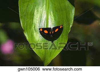 Banco de Imagem - close-up,  blue-frosted, 
 catone,  (catonephele, 
 numilia),  borboleta. 
fotosearch - busca 
de fotos, imagens 
e clipart