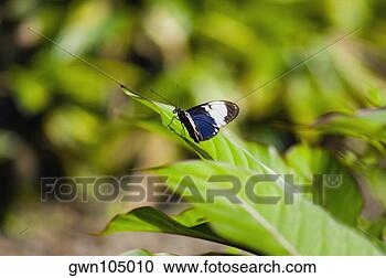 Arquivo de Fotografias - close-up,  cydno, 
 longwing,  (heliconius, 
 cydno),  borboleta, 
 folha. fotosearch 
- busca de fotos, 
imagens e clipart