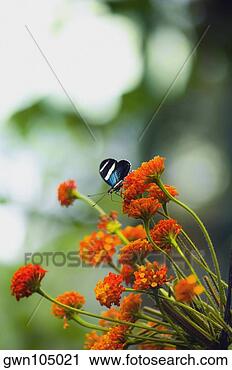 Arquivo de Fotografia - close-up,   doris, 
  borboleta,  
 (heliconius, 
  doris). fotosearch 
- busca de fotos, 
imagens e clipart