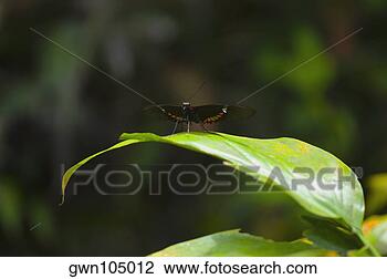 Banco de Imagem - close-up,  heliconius, 
 borboleta,  folha. 
fotosearch - busca 
de fotos, imagens 
e clipart