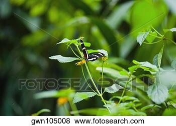 Banco de Imagem - close-up,  heliconius, 
 hewitsoni,  borboleta, 
 planta. fotosearch 
- busca de fotos, 
imagens e clipart