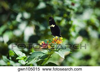 Banco de Imagem - close-up,  heliconius, 
 hewitsoni,  borboleta, 
 polinizando, 
 flores. fotosearch 
- busca de fotos, 
imagens e clipart