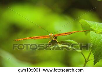 Arquivo de Fotografia - close-up,  julia, 
 borboleta,  (dryas, 
 julia),  folha. 
fotosearch - busca 
de fotos, imagens 
e clipart