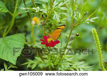 Arquivo Fotográficos - close-up,  julia, 
 borboleta,  (dryas, 
 julia),  polinizando, 
 flor. fotosearch 
- busca de fotos, 
imagens e clipart