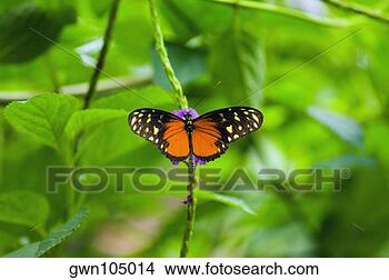 Banco de Imagem - close-up,  tiger, 
 longwing,  (heliconius, 
 hecale),  borboleta. 
fotosearch - busca 
de fotos, imagens 
e clipart