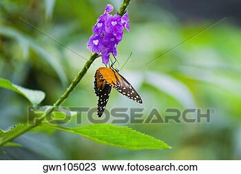 Banco de Imagem - close-up,  tiger, 
 longwing,  (heliconius, 
 hecale),  borboleta. 
fotosearch - busca 
de fotos, imagens 
e clipart