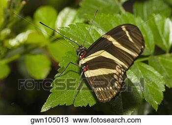 Banco de Imagem - close-up,   zebra, 
  longwing,   
borboleta,   (heliconius. 
fotosearch - busca 
de fotos, imagens 
e clipart