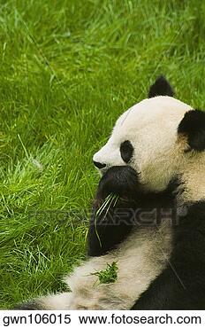 Stock Image - close-up of a 
panda (alluropoda 
melanoleuca) eating 
grass. fotosearch 
- search stock 
photos, pictures, 
images, and photo 
clipart