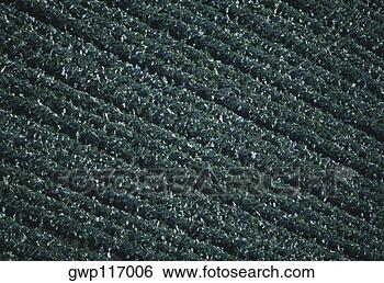 Banco de Imagem - aéreas,  brócolos, 
 campo. fotosearch 
- busca de fotos, 
imagens e clipart