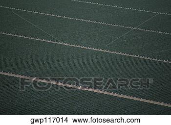 Banco de Imagem - aéreas,  brócolos, 
 campo. fotosearch 
- busca de fotos, 
imagens e clipart