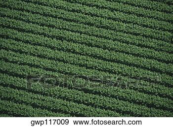 Arquivo Fotográficos - aéreas,  fazenda, 
 campos. fotosearch 
- busca de fotos, 
imagens e clipart