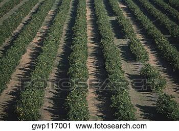 Arquivo de Fotografia - aéreas,  laranja, 
 bosques,  flórida. 
fotosearch - busca 
de fotos, imagens 
e clipart