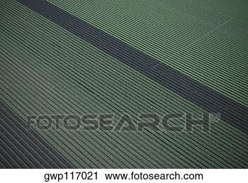 Arquivo de Fotografia - aéreas,  vermelho, 
 verde,  folha, 
 alface,  campo. 
fotosearch - busca 
de fotos, imagens 
e clipart