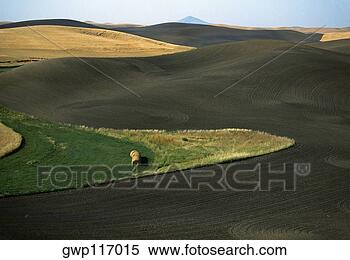 Banco de Imagem - contorno,  arado, 
 campos,  washington, 
 estado. fotosearch 
- busca de fotos, 
imagens e clipart