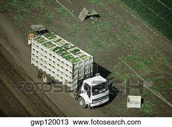 Banco de Imagem - aéreas,  truckload, 
 colhido,  cebolas. 
fotosearch - busca 
de fotos, imagens 
e clipart