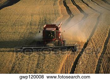 Banco de Imagem - colher,  dourado, 
 trigo,  washington, 
 estado. fotosearch 
- busca de fotos, 
imagens e clipart