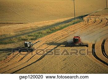 Arquivo de Fotografias - colher,  dourado, 
 trigo,  washington, 
 estado. fotosearch 
- busca de fotos, 
imagens e clipart