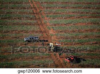 Banco de Imagem - fazenda,  trabalhadores, 
 florescendo, 
 pêssego,  pomar, 
 geórgia. fotosearch 
- busca de fotos, 
imagens e clipart