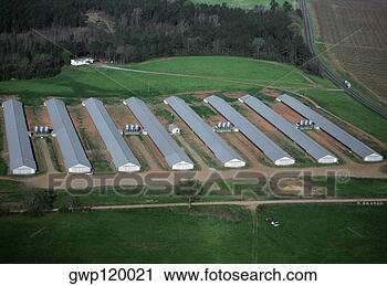 Arquivo de Fotografia - industrial,  galinha, 
 fazenda,  geórgia. 
fotosearch - busca 
de fotos, imagens 
e clipart