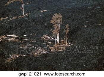 Arquivo de Fotografia - árvores,  morto, 
 encroaching, 
 lava,  fluxo, 
 havaí. fotosearch 
- busca de fotos, 
imagens e clipart
