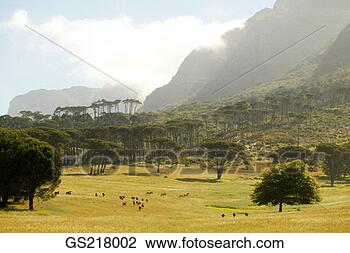 Stock Photo - grazing meadow 
in a mountainous 
region. fotosearch 
- search stock 
photos, pictures, 
images, and photo 
clipart