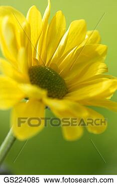 Stock Image - close up of a 
yellow flower. 
fotosearch - search 
stock photos, 
pictures, images, 
and photo clipart