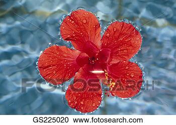 Stock Photography - hibiscus flower 
floating in water. 
fotosearch - search 
stock photos, 
pictures, images, 
and photo clipart