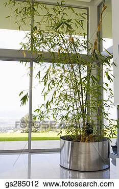 indoor bamboo