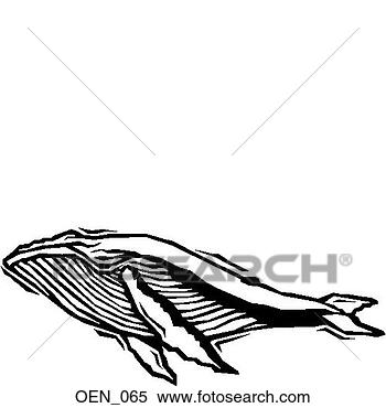 Clipart - whale. fotosearch 
- search clipart, 
illustration, 
drawings and vector 
eps graphics images