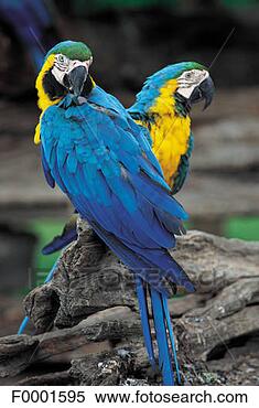 Stock Image - bird, animal, 
animals, guyana, 
south america, 
parrot, blue. 
fotosearch - search 
stock photos, 
pictures, images, 
and photo clipart