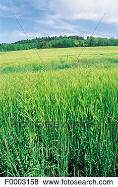 Stock Photo - field, agriculture, 
wheat, aveyron, 
europe, france, 
french. fotosearch 
- search stock 
photos, pictures, 
images, and photo 
clipart