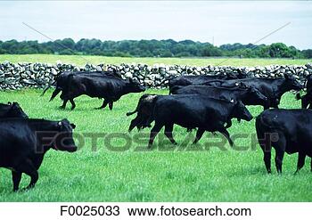 Stock Photo - ireland, oranmore, 
angus aberdeen 
bulls. fotosearch 
- search stock 
photos, pictures, 
images, and photo 
clipart