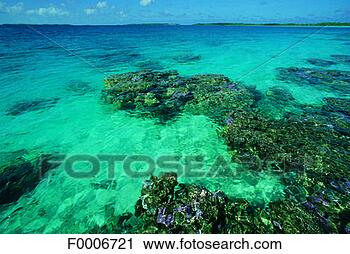 Stock Photography - french polynesia, 
manihi atoll, 
coral. fotosearch 
- search stock 
photos, pictures, 
images, and photo 
clipart