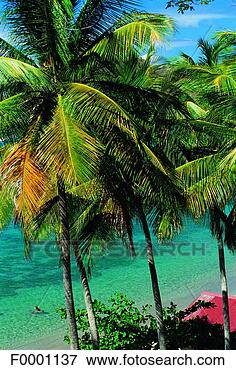 Picture - french west indies, 
guadeloupe, les 
saintes. fotosearch 
- search stock 
photos, pictures, 
images, and photo 
clipart