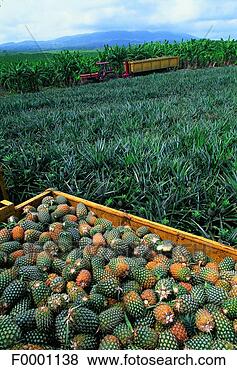 Stock Photo - french west indies, 
guadeloupe, pineapple 
harvest. fotosearch 
- search stock 
photos, pictures, 
images, and photo 
clipart