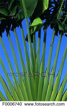 Stock Photography - french west indies, 
martinique, foliage. 
fotosearch - search 
stock photos, 
pictures, images, 
and photo clipart