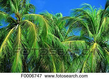 Picture - french west indies, 
martinique, palm 
trees. fotosearch 
- search stock 
photos, pictures, 
images, and photo 
clipart