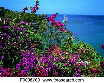 Stock Photography - french west indies, 
guadeloupe, les 
saintes, flower 
bush. fotosearch 
- search stock 
photos, pictures, 
images, and photo 
clipart