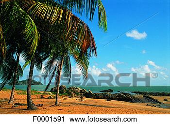 Stock Photography - dream beach and 
palms, landscape, 
palm tree, beach, 
seaside, seashore. 
fotosearch - search 
stock photos, 
pictures, images, 
and photo clipart