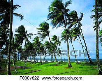 Stock Photo - brazil, salvador, 
palm trees in 
the wind. fotosearch 
- search stock 
photos, pictures, 
images, and photo 
clipart