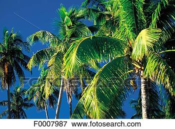 Picture - caribbean, martinique, 
coconut tree. 
fotosearch - search 
stock photos, 
pictures, images, 
and photo clipart