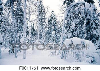 Stock Photography - finland, lapland, 
rovaniemi forest. 
fotosearch - search 
stock photos, 
pictures, images, 
and photo clipart