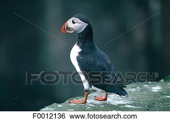Stock Photo - denmark, faroe 
islands, mikines, 
puffin. fotosearch 
- search stock 
photos, pictures, 
images, and photo 
clipart
