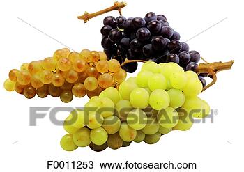 Stock Photo - bunches of grapes. 
fotosearch - search 
stock photos, 
pictures, images, 
and photo clipart