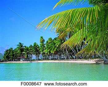 Picture - french polynesia, 
tuamotus archipelago, 
takapoto. fotosearch 
- search stock 
photos, pictures, 
images, and photo 
clipart