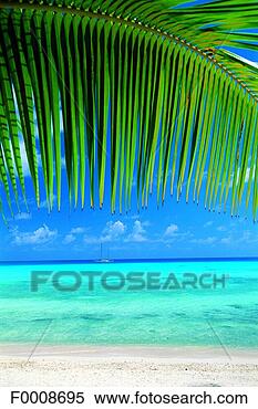Stock Image - french polynesia, 
tuamotus archipelago, 
rangiroa. fotosearch 
- search stock 
photos, pictures, 
images, and photo 
clipart