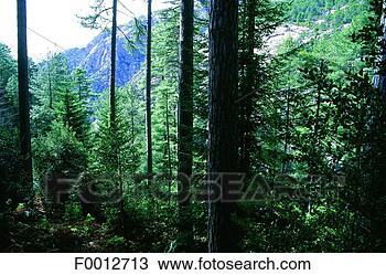 Stock Photo - corsica, evisa 
forest, pine trees. 
fotosearch - search 
stock photos, 
pictures, images, 
and photo clipart