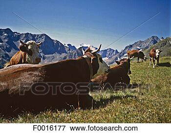 Picture - france, alps, 
flock of cows. 
fotosearch - search 
stock photos, 
pictures, images, 
and photo clipart