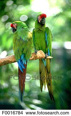 Stock Photo - mexico, villahermosa, 
venta park, two 
parrots. fotosearch 
- search stock 
photos, pictures, 
images, and photo 
clipart