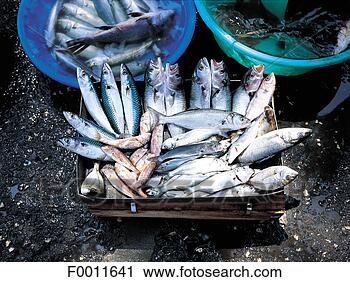 Stock Photography - turkey, istanbul, 
fish market at 
rumeli, asian 
side. fotosearch 
- search stock 
photos, pictures, 
images, and photo 
clipart